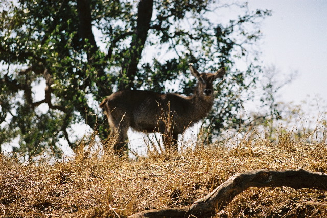 A female Nyala