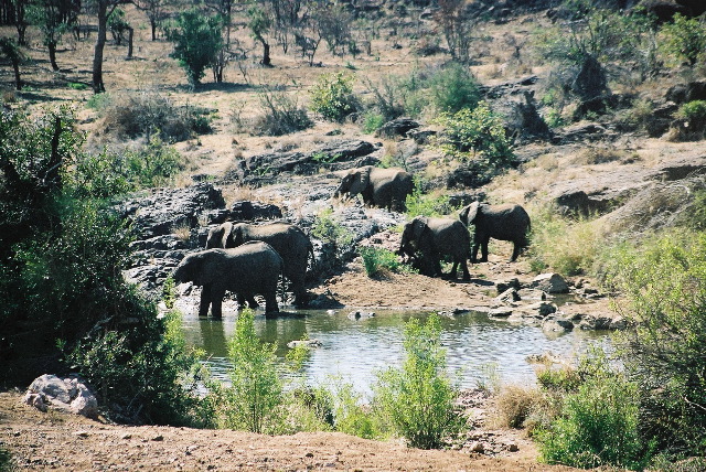 A herd of thirsty elephants