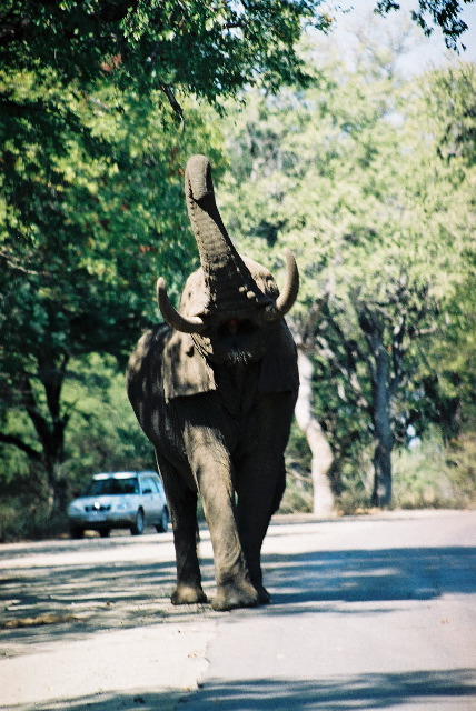 Aaargh! Elephant...
