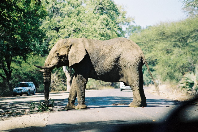 Excuse me Mr. Elephant, we'd like to get past!
