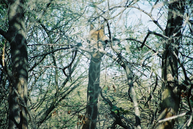 A very curious giraffe!