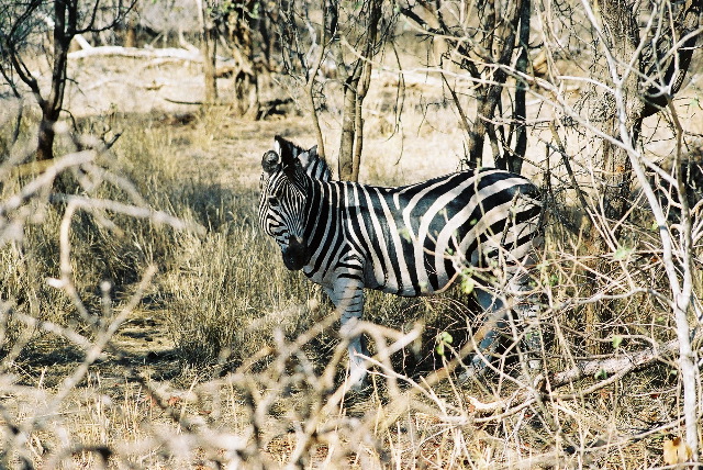 Zebra