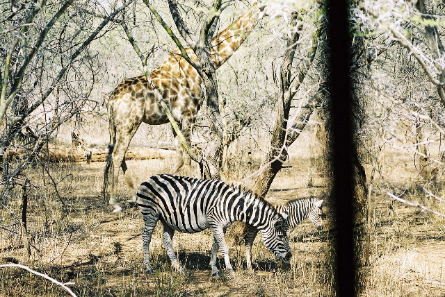 Giraffe and zebra in perfect harmony