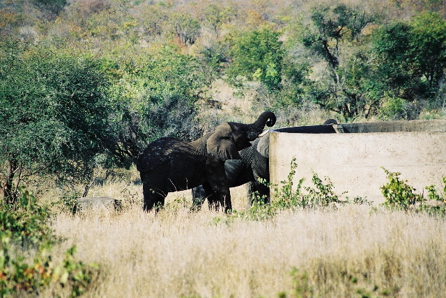 Thirsty elephants