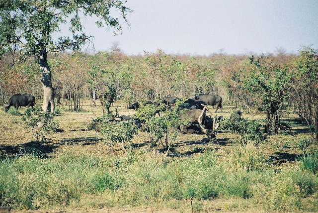 Where the buffalo roam...