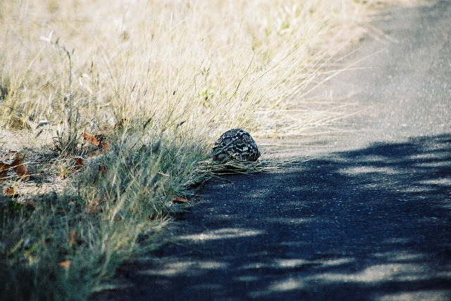 A leopard... tortoise!