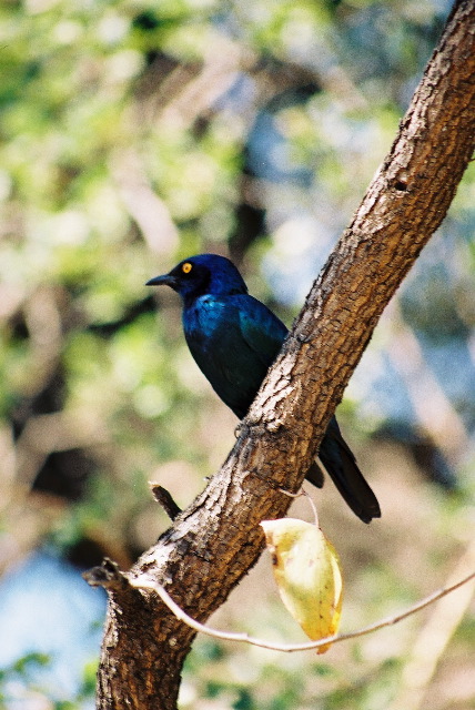 A blue shiny bird