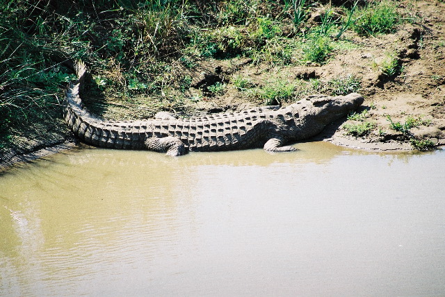 Ulp... a crocodile!