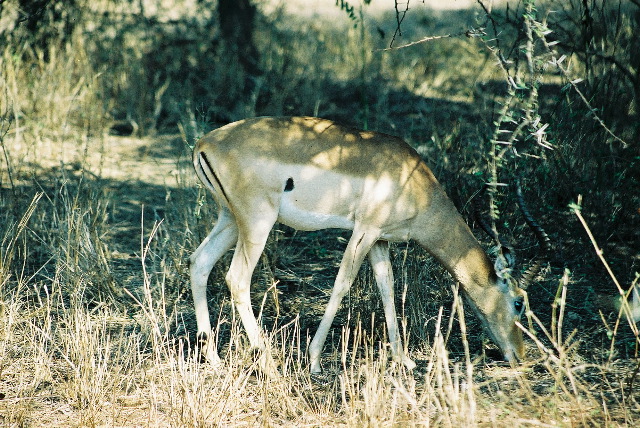 An impala