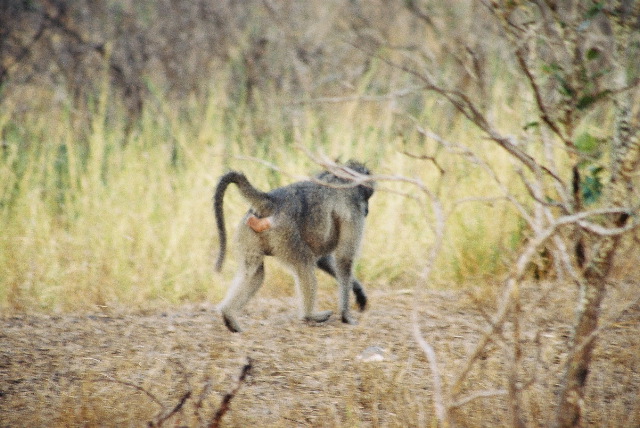 A baboon