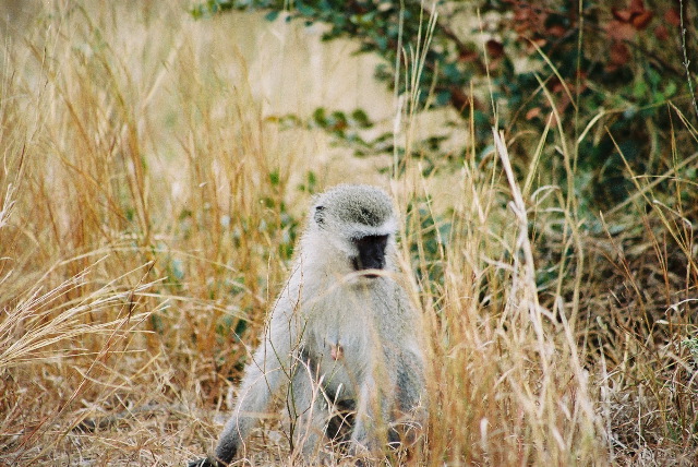 A vervet monkey