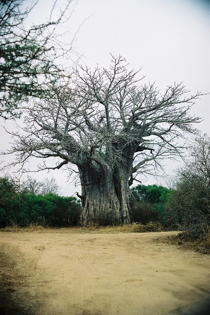 The southernmost Baobab tree