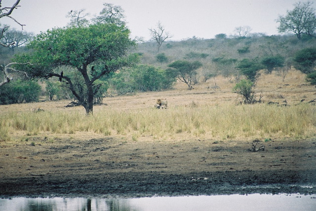 Lion eating his kill