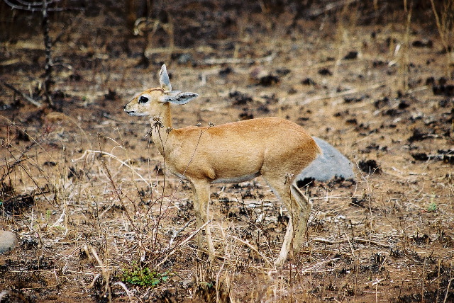 A common duiker