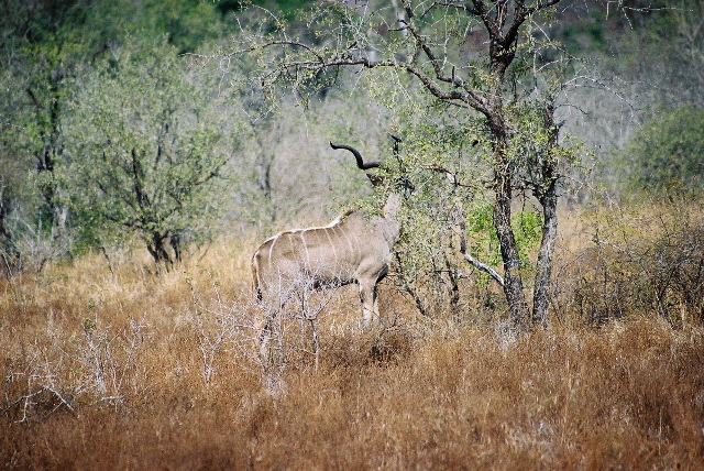 A male Nyala
