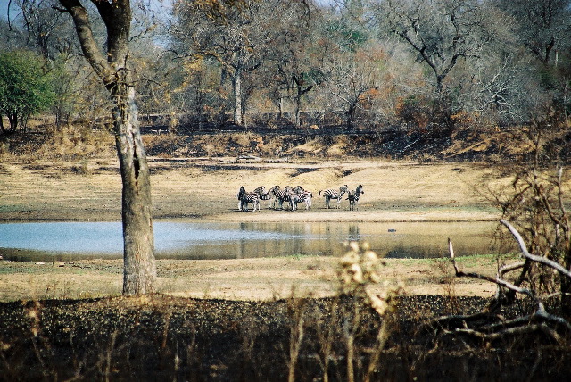 A herd of zebra