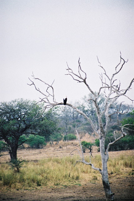 A fish eagle