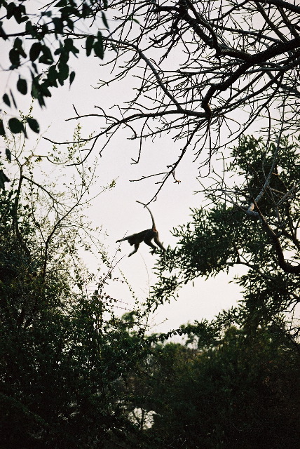 Leaping monkey