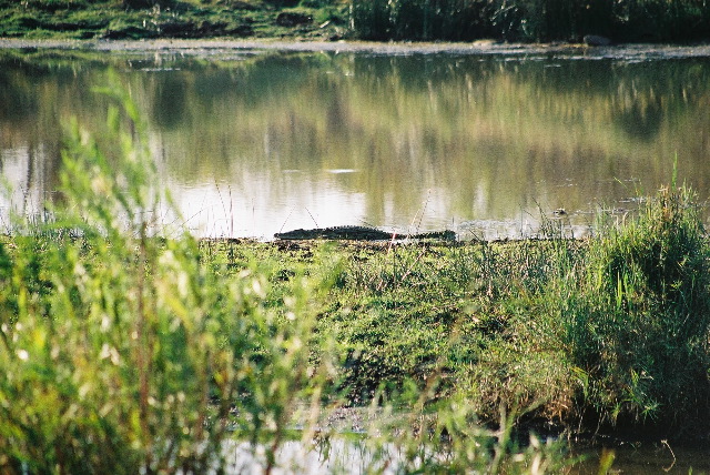 Our first crocodile... yikes!