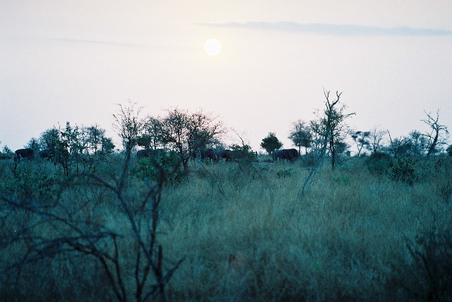 A herd of wildebeest