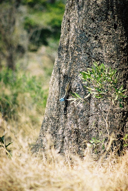 Blue headed lizard