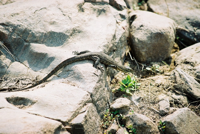 Lizard on a rock