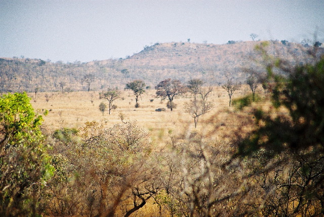 Rhino under a tree