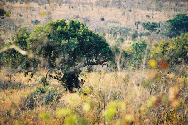 Leopard lying on a branch