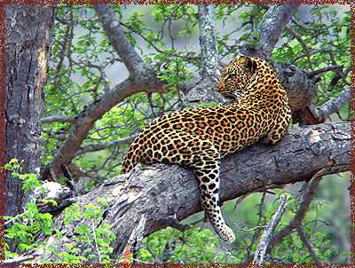 What our leopard would have looked like close up!