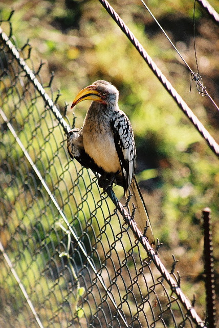 Southern yellow billed hornbill 