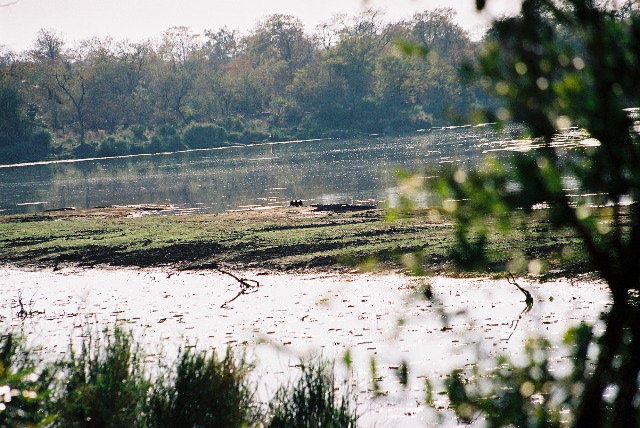 Hungry crocodile!