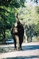 Aaargh! Elephant...