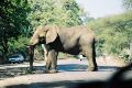Excuse me Mr. Elephant, we'd like to get past!