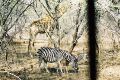 Giraffe and zebra in perfect harmony