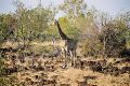 A lone giraffe