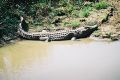 Ulp... a crocodile!