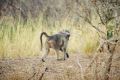 A baboon
