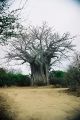 The southernmost Baobab tree