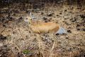 A common duiker