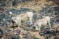 Hungry Warthogs