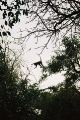 Leaping monkey