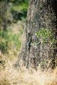 Blue headed lizard