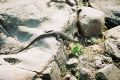 Lizard on a rock
