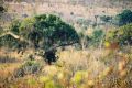 Leopard lying on a branch