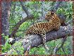 What our leopard would have looked like close up!