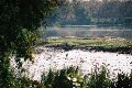 A stork and a bunch of crocs